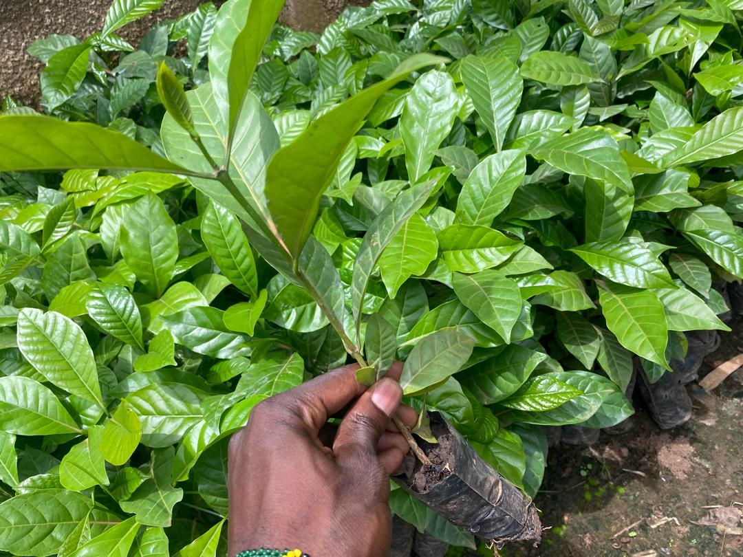 Coffee seedling close-up - Plant health monitoring